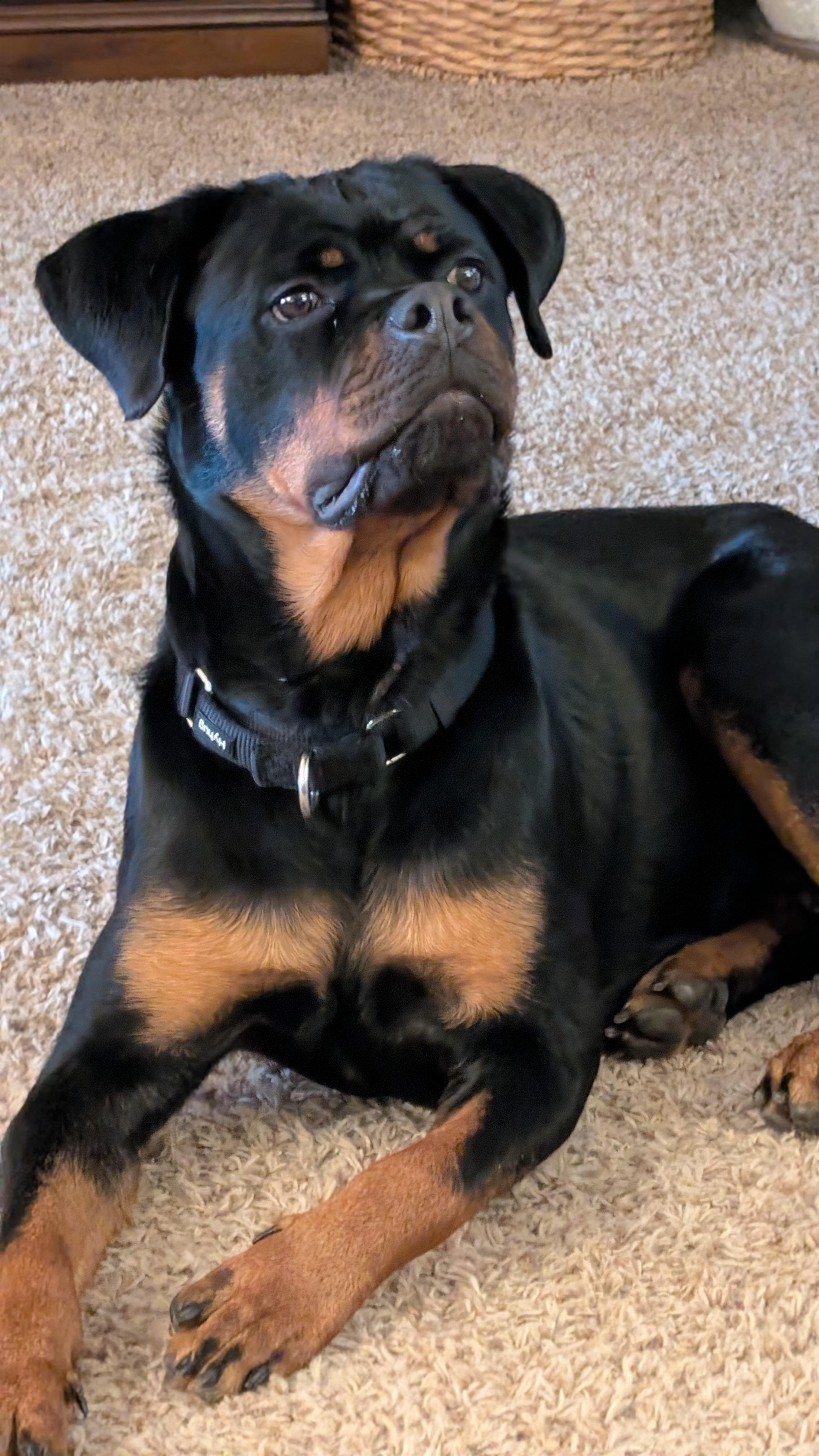 Enlarge Eve, a Adoptable mixed breed in Germantown, MD image 6/6