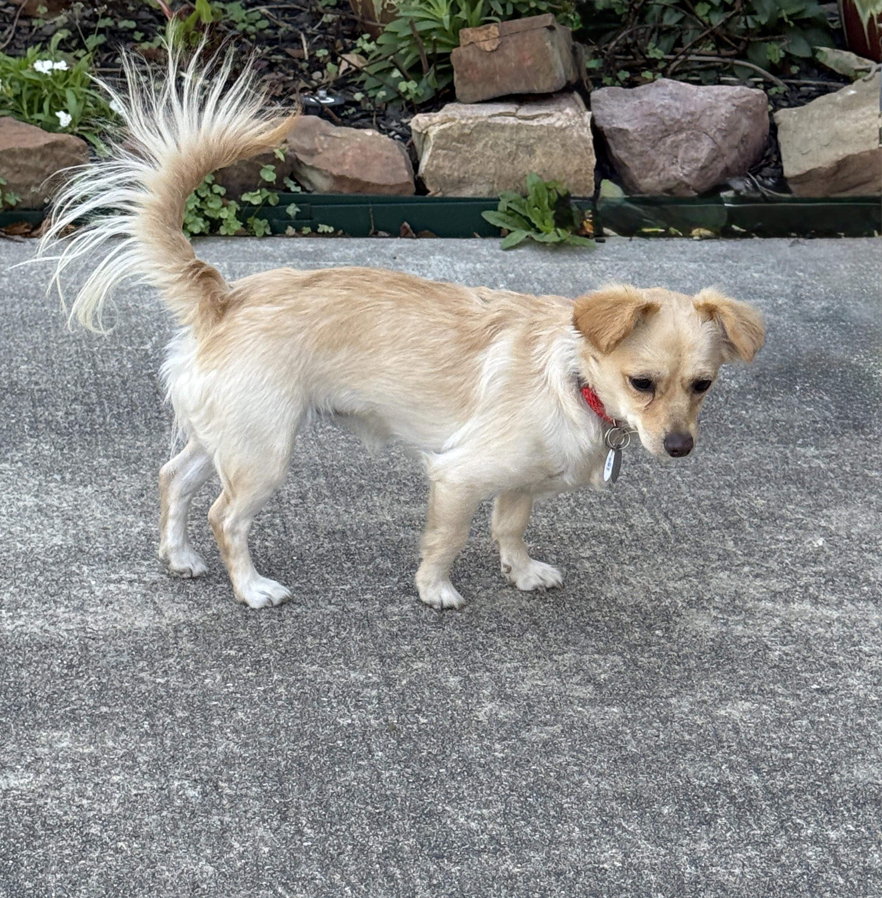 Enlarge Glinda, an adopted mixed breed in Houston, TX image 5/6