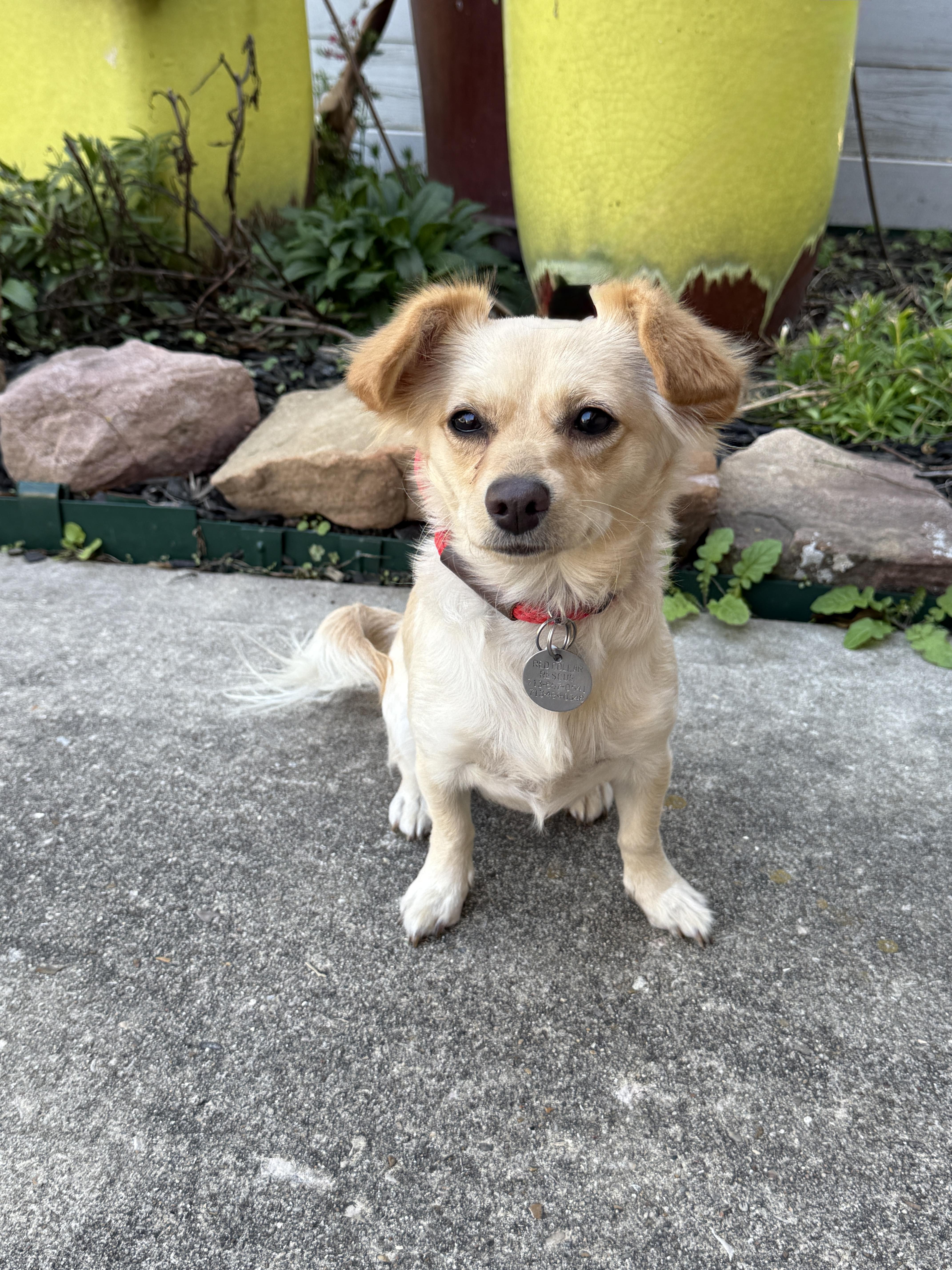 Enlarge Glinda, an adopted mixed breed in Houston, TX image 6/6