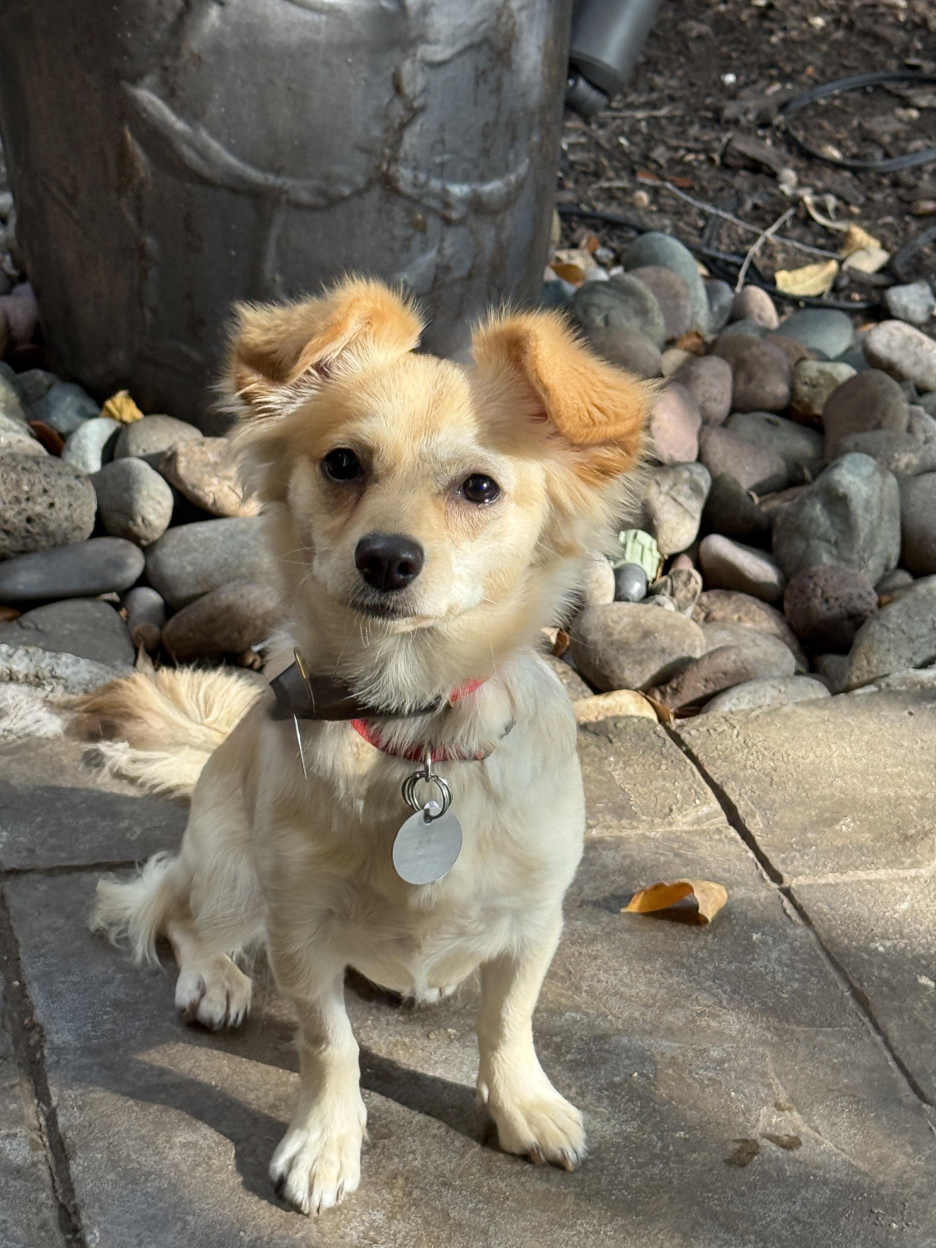 Enlarge Glinda, an adopted mixed breed in Houston, TX image 1/6