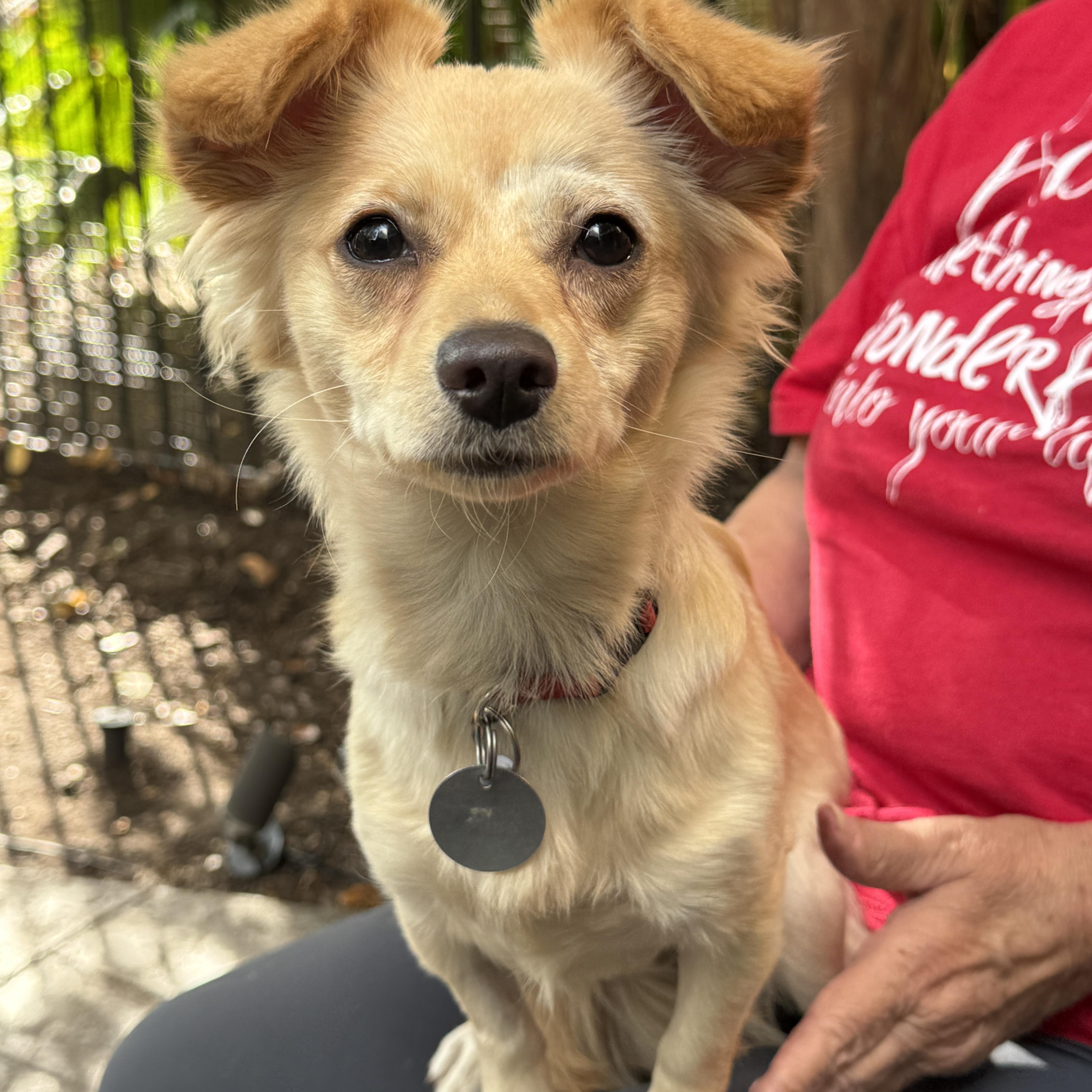 Enlarge Glinda, an adopted mixed breed in Houston, TX image 2/6