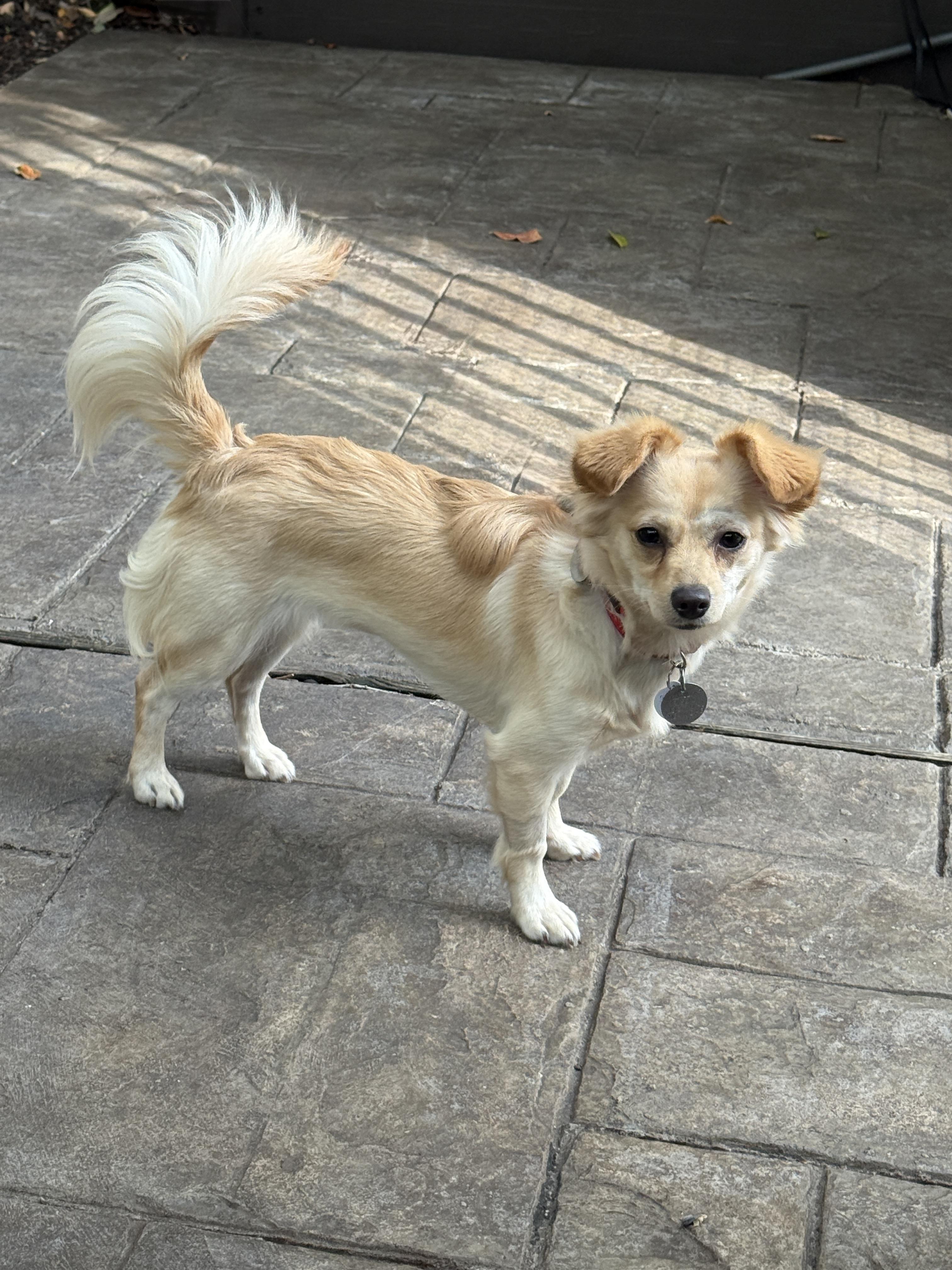 Enlarge Glinda, an adopted mixed breed in Houston, TX image 3/6