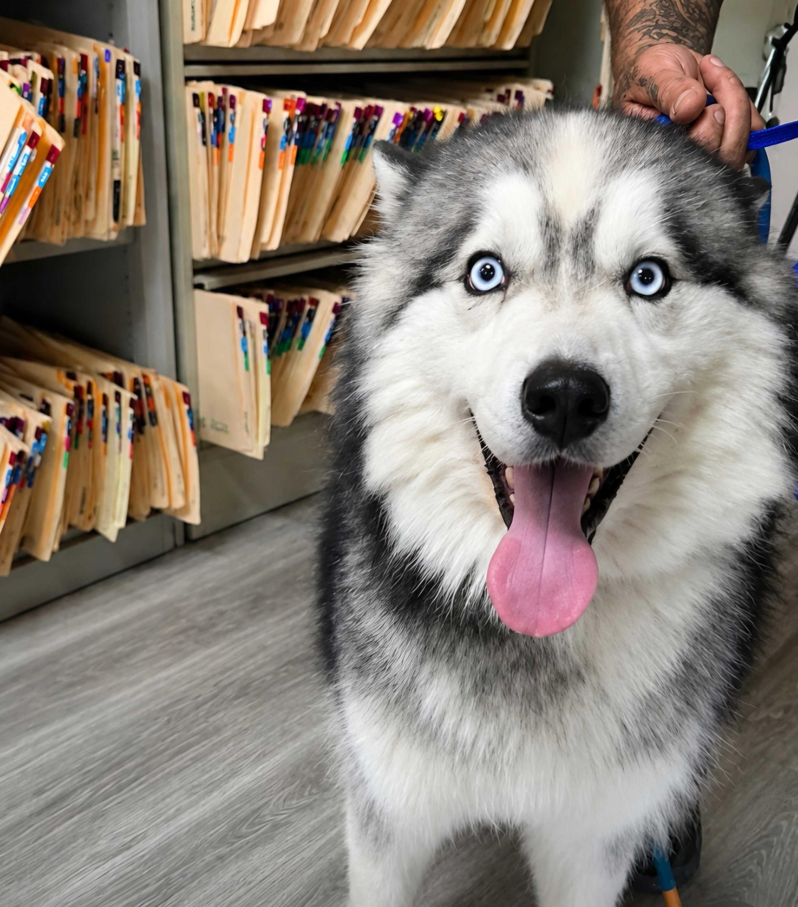 Nakoa, Adoptable, Young Male Siberian Husky & Alaskan Malamute.