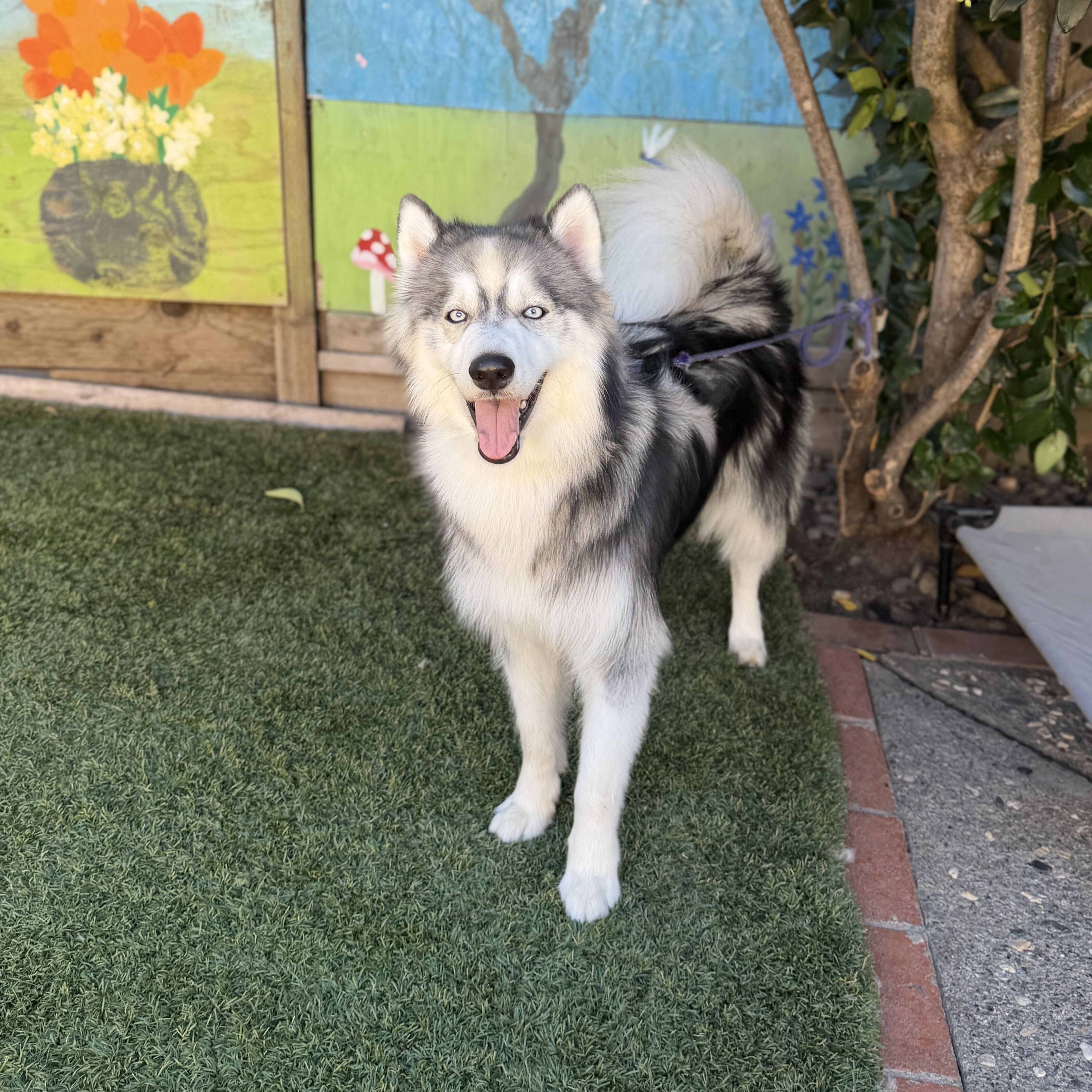 Enlarge Nakoa, a Adoptable mixed breed in San Rafael, CA image 2/6