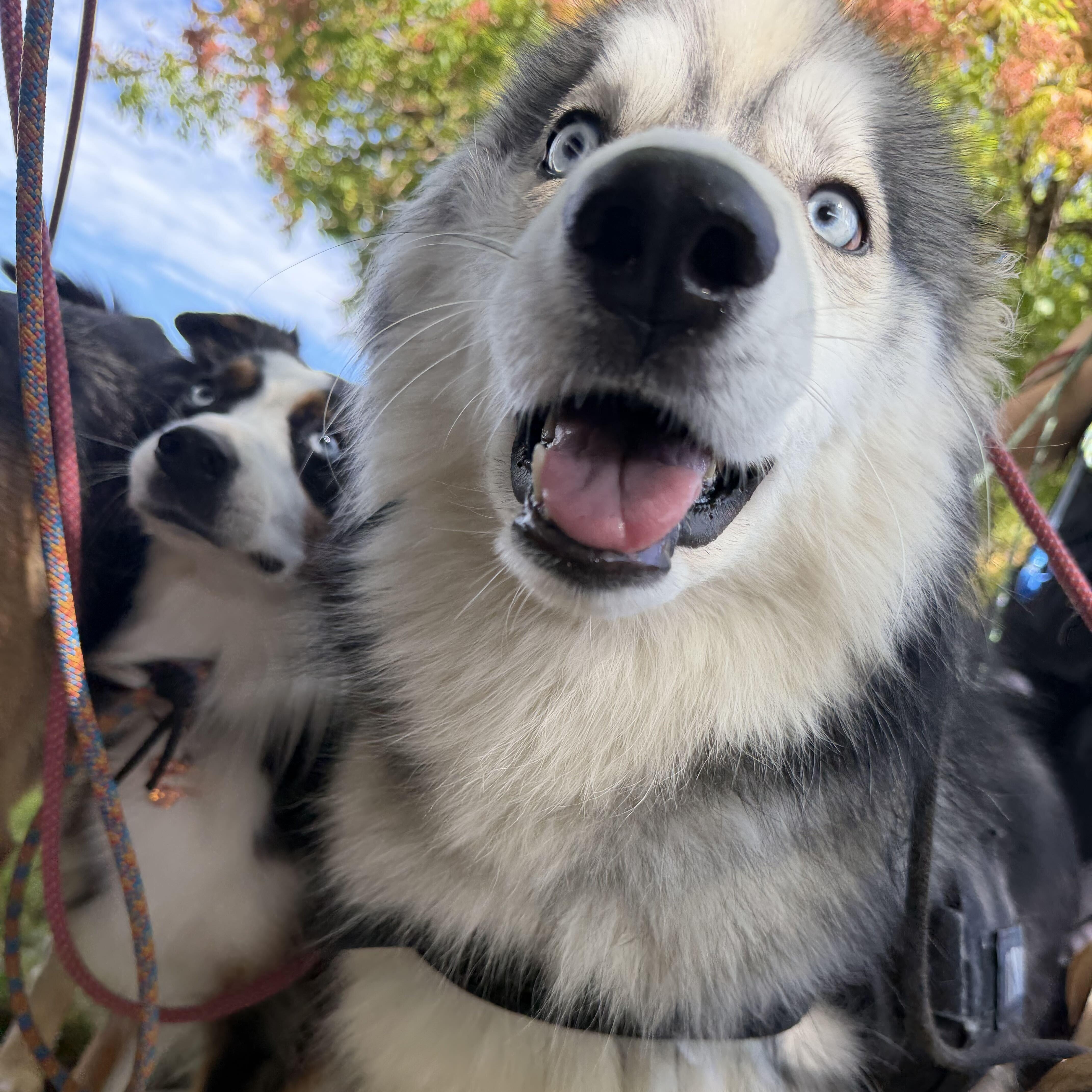 Enlarge Nakoa, a Adoptable mixed breed in San Rafael, CA image 5/6