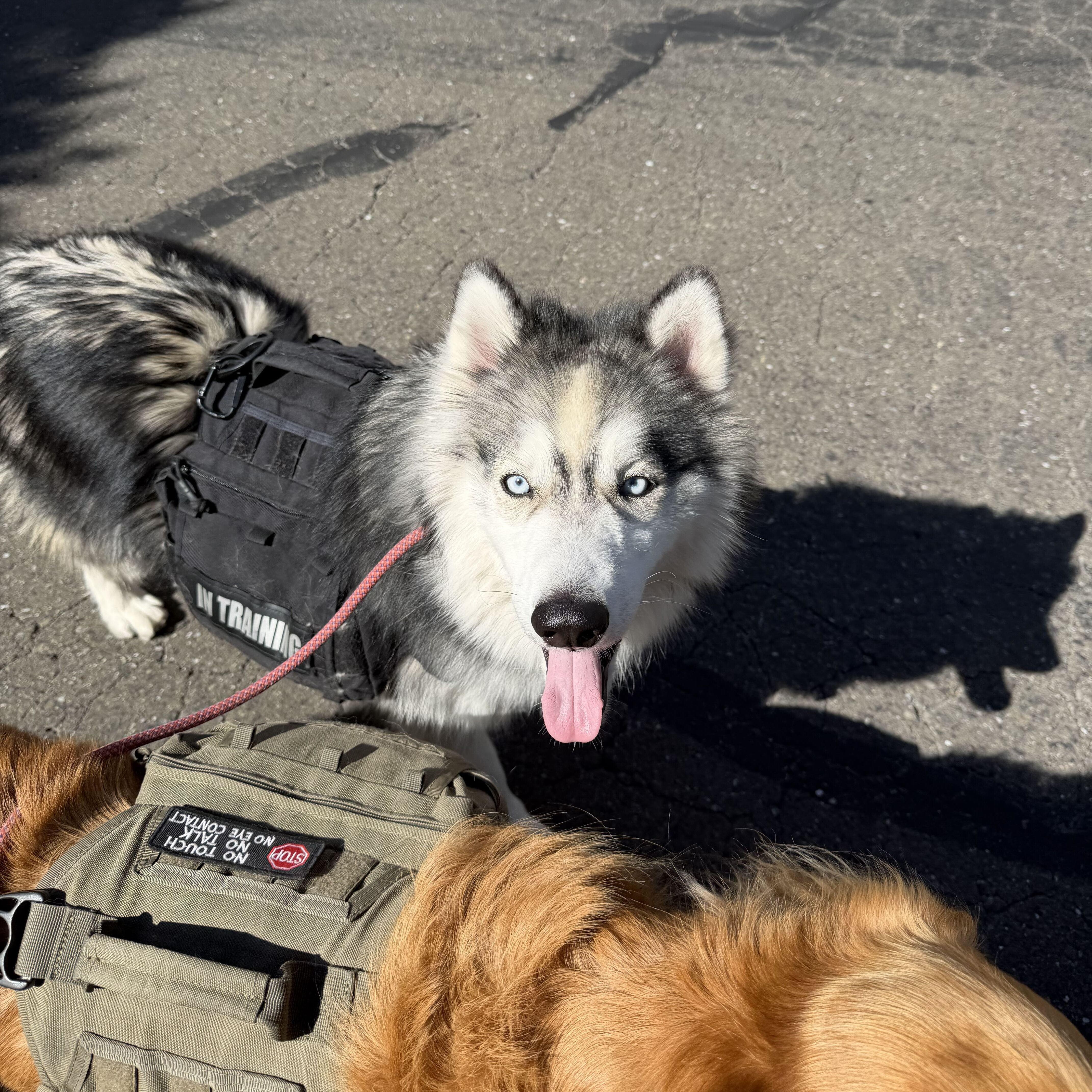 Enlarge Nakoa, a Adoptable mixed breed in San Rafael, CA image 3/6