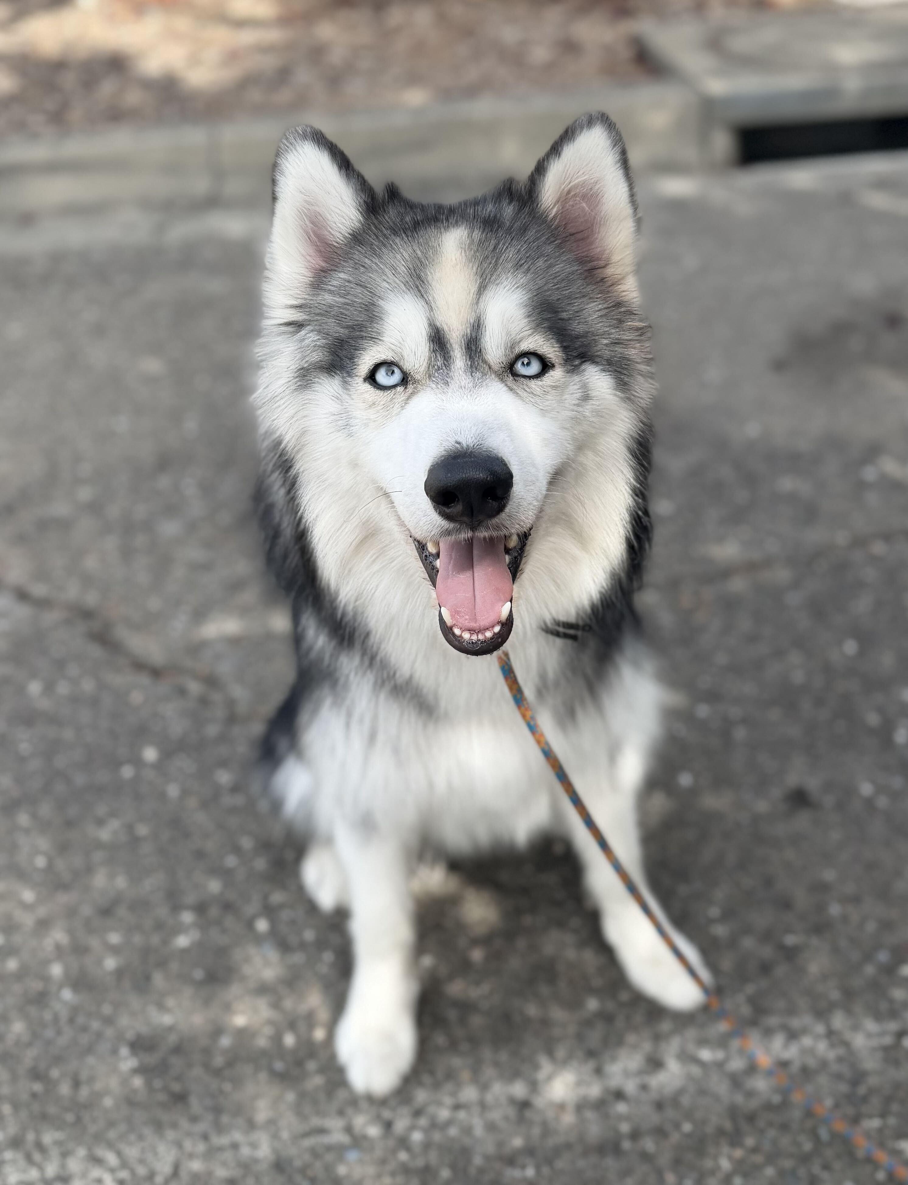 Nakoa, Adoptable, Young Male Siberian Husky & Alaskan Malamute.