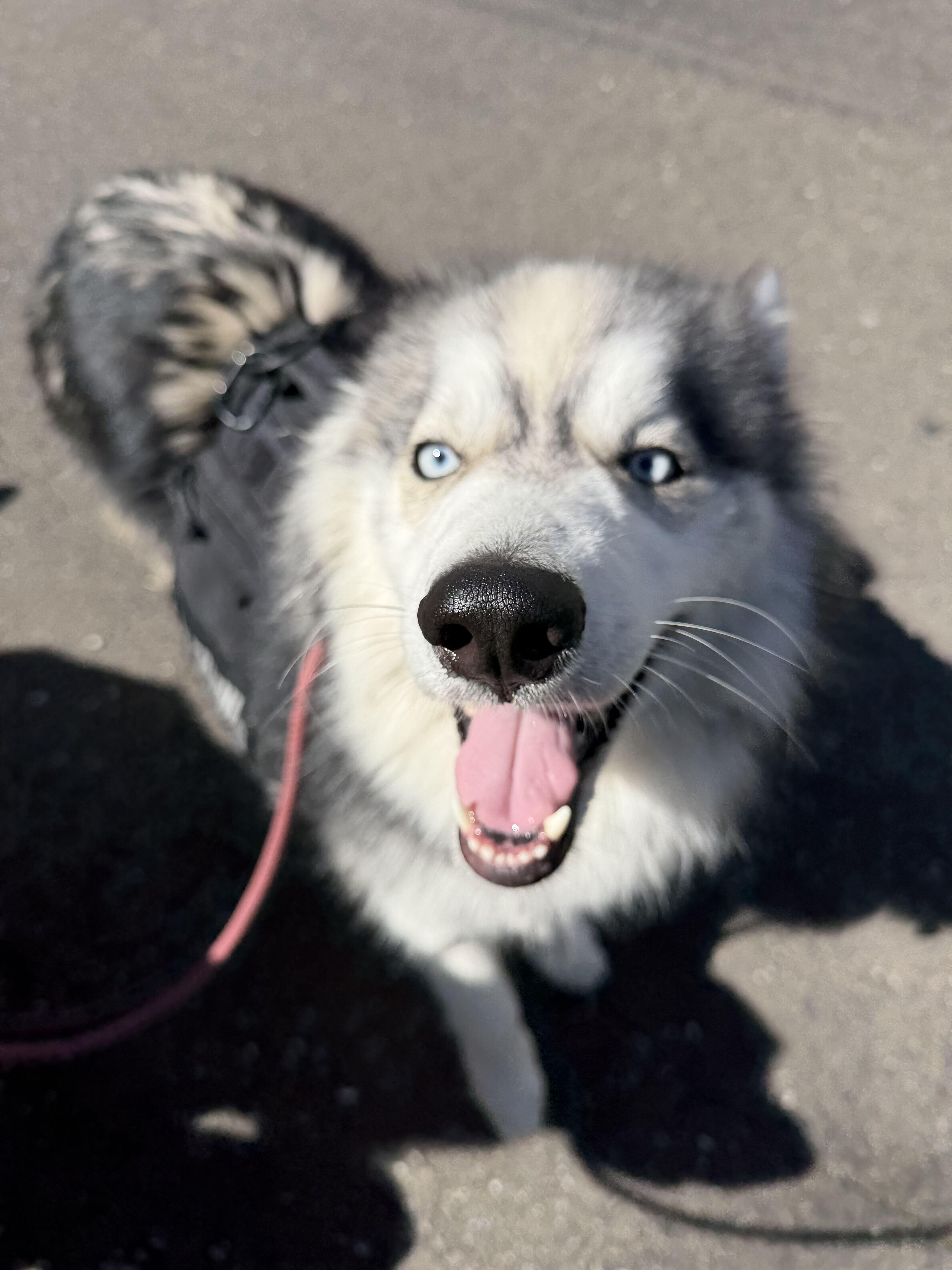 Enlarge Nakoa, a Adoptable mixed breed in San Rafael, CA image 4/6