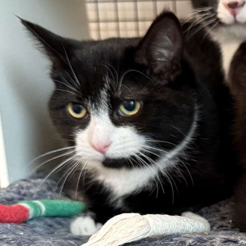 Sophie, Adoptable, Kitten Female Domestic Short Hair.