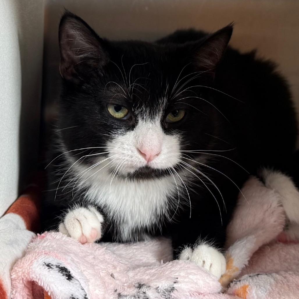 Enlarge Sophie, a Adoptable Domestic Short Hair in Cedaredge, CO image 2/6