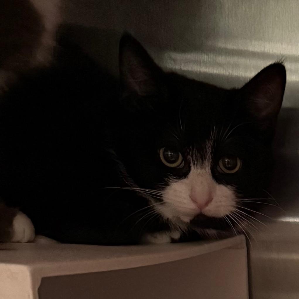 Enlarge Sophie, a Adoptable Domestic Short Hair in Cedaredge, CO image 2/5