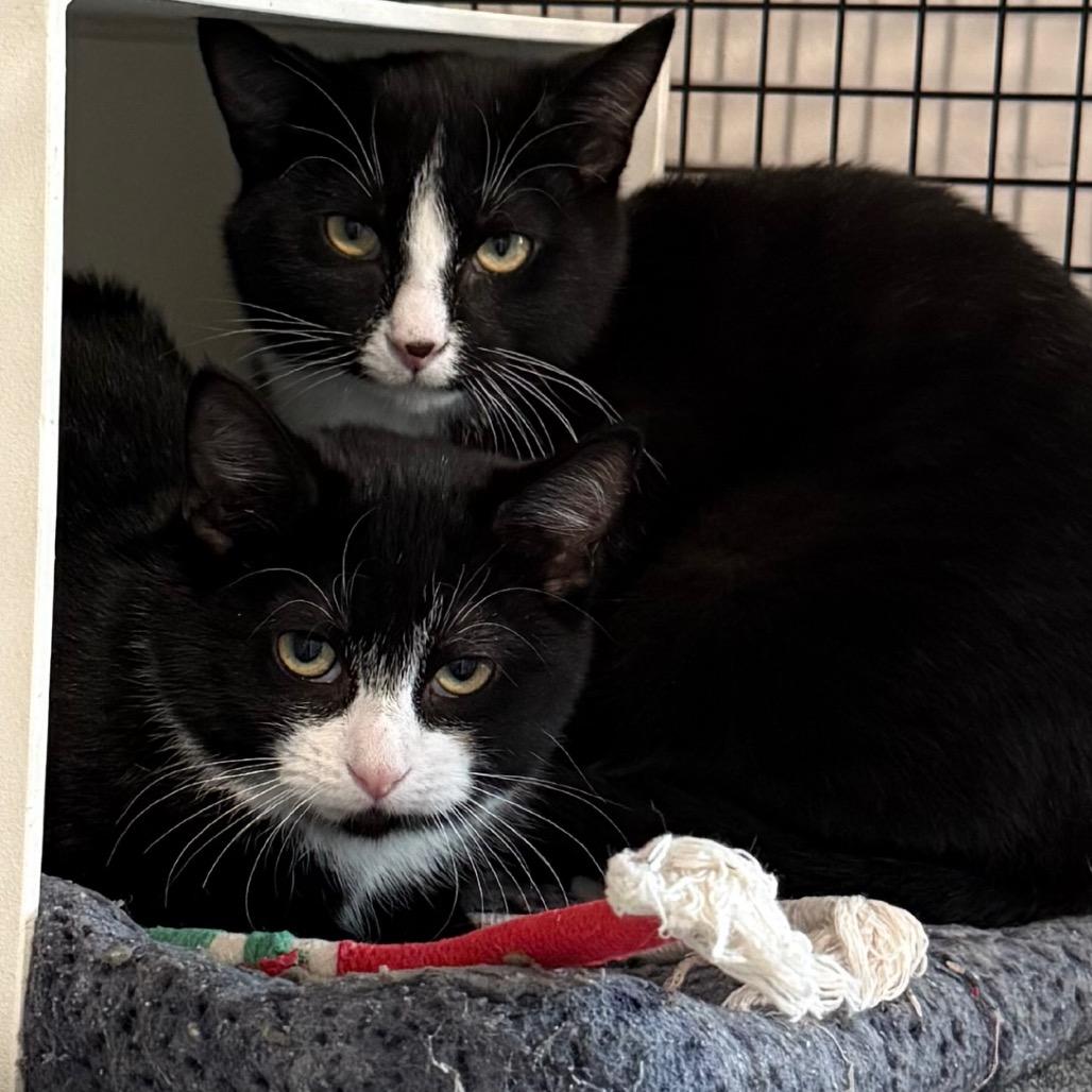 Enlarge Sophie, a Adoptable Domestic Short Hair in Cedaredge, CO image 3/5