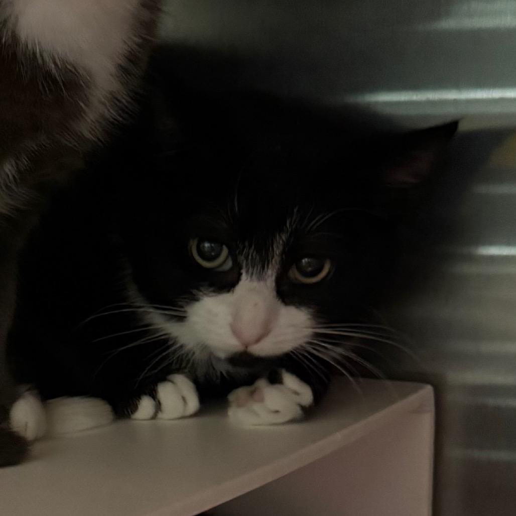 Enlarge Sophie, a Adoptable Domestic Short Hair in Cedaredge, CO image 4/5