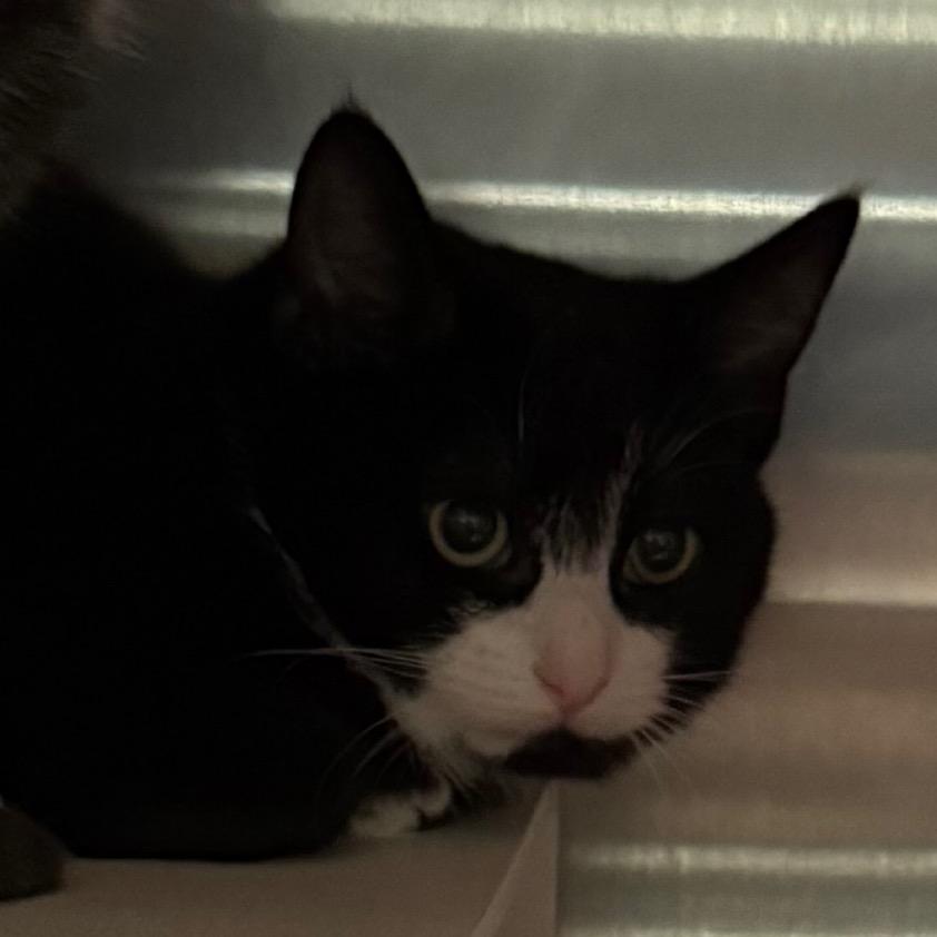 Enlarge Sophie, a Adoptable Domestic Short Hair in Cedaredge, CO image 5/5