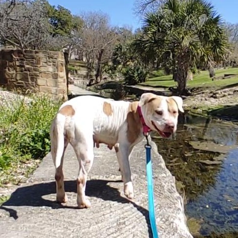 Matilda American Staffordshire Terrier Dog