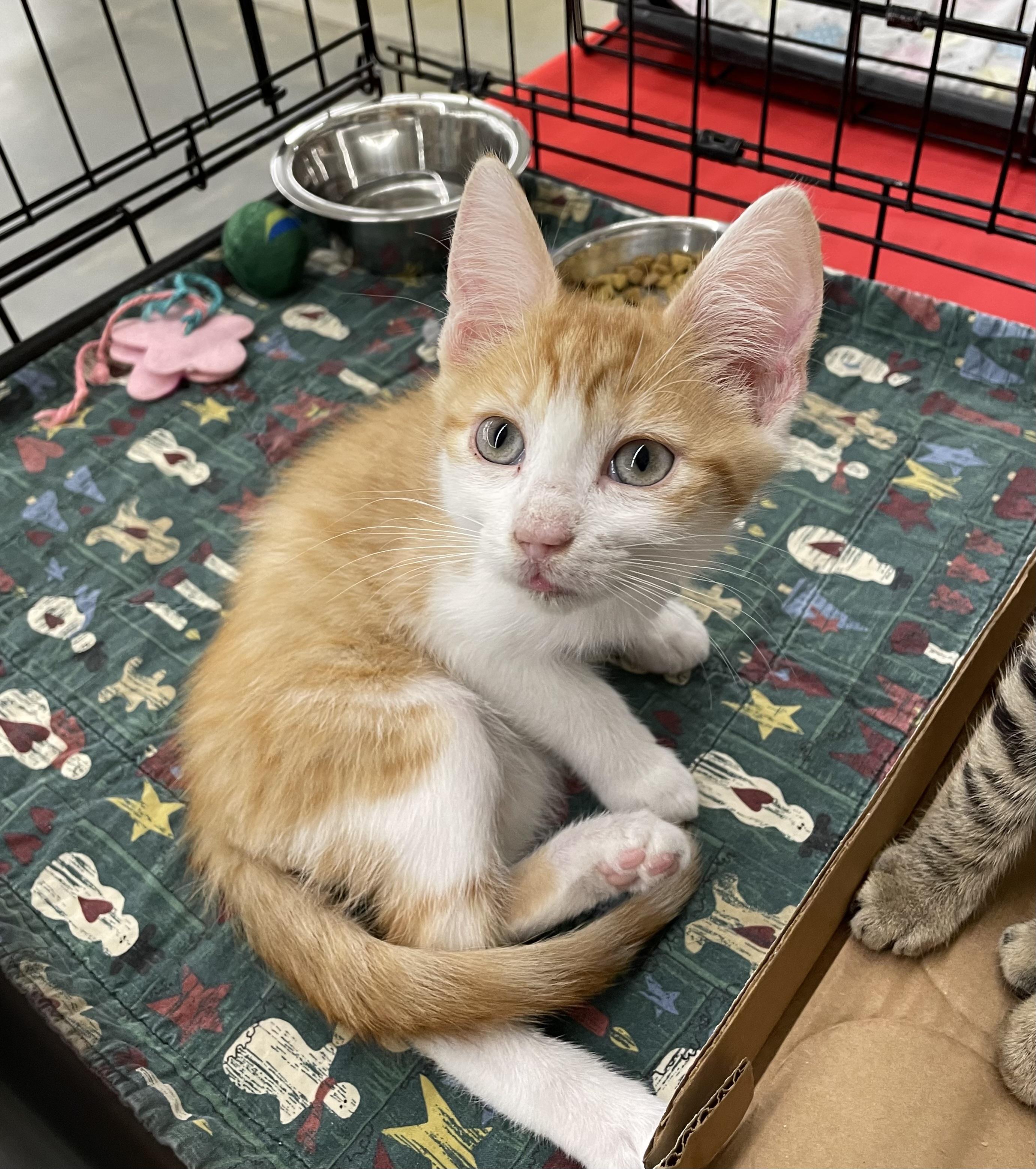 Enlarge Miller, a Adoptable mixed breed in Columbia, SC image 4/4