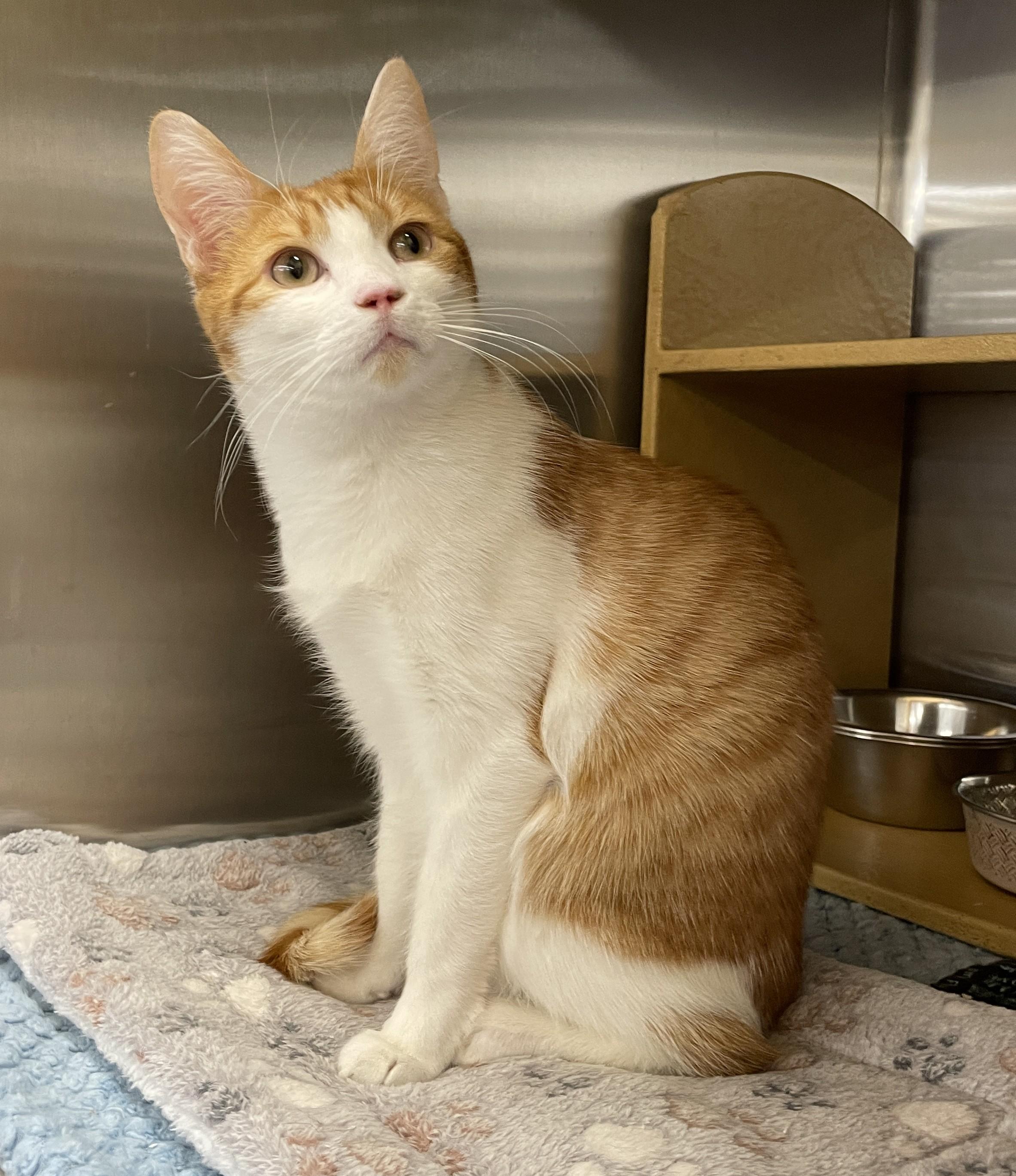 Enlarge Miller, a Adoptable mixed breed in Columbia, SC image 2/4