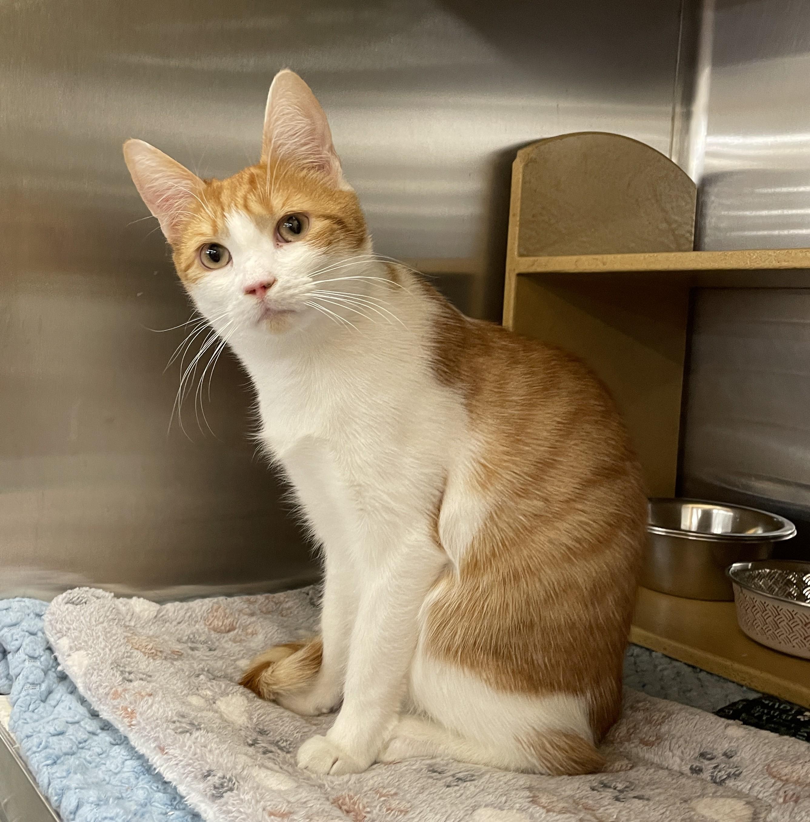 Enlarge Miller, a Adoptable mixed breed in Columbia, SC image 1/4