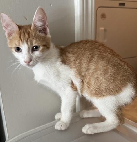 Enlarge Miller, a Adoptable mixed breed in Columbia, SC image 3/4