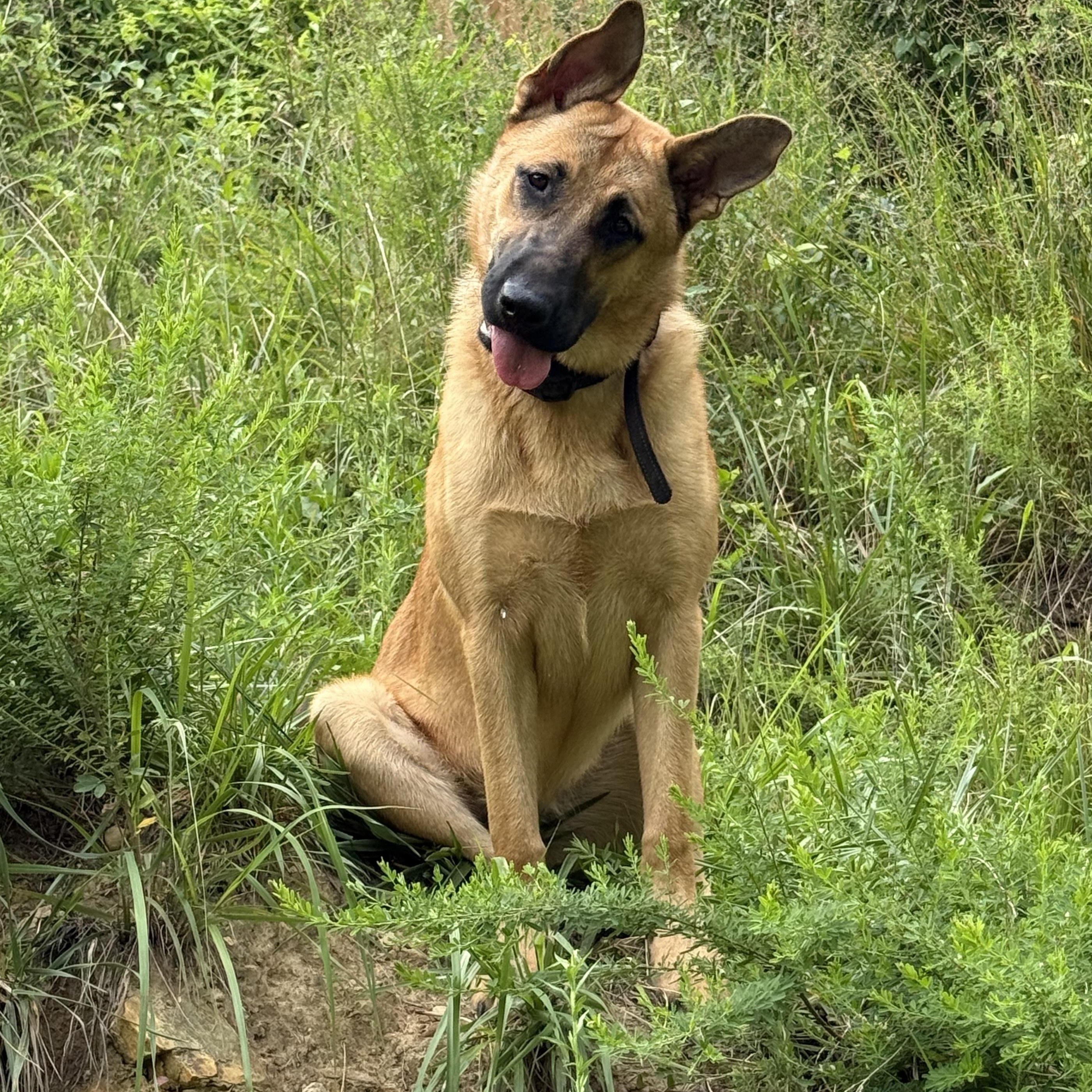Enlarge Rune (Community Assist), a Adoptable mixed breed in Marion, NC image 1/6