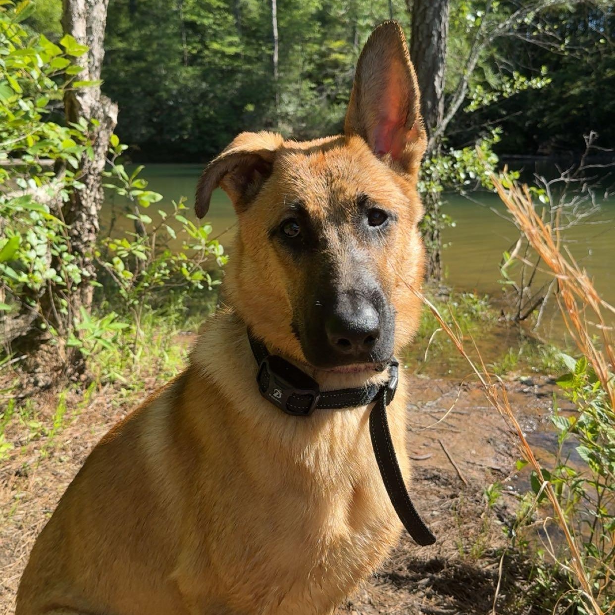 Enlarge Rune (Community Assist), a Adoptable mixed breed in Marion, NC image 5/6