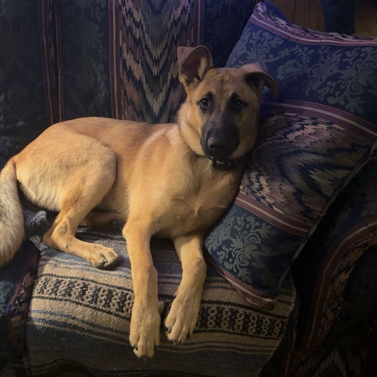 Enlarge Rune (Community Assist), a Adoptable mixed breed in Marion, NC image 6/6