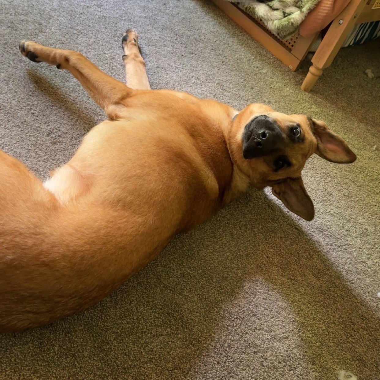 Enlarge Rune (Community Assist), a Adoptable mixed breed in Marion, NC image 4/6