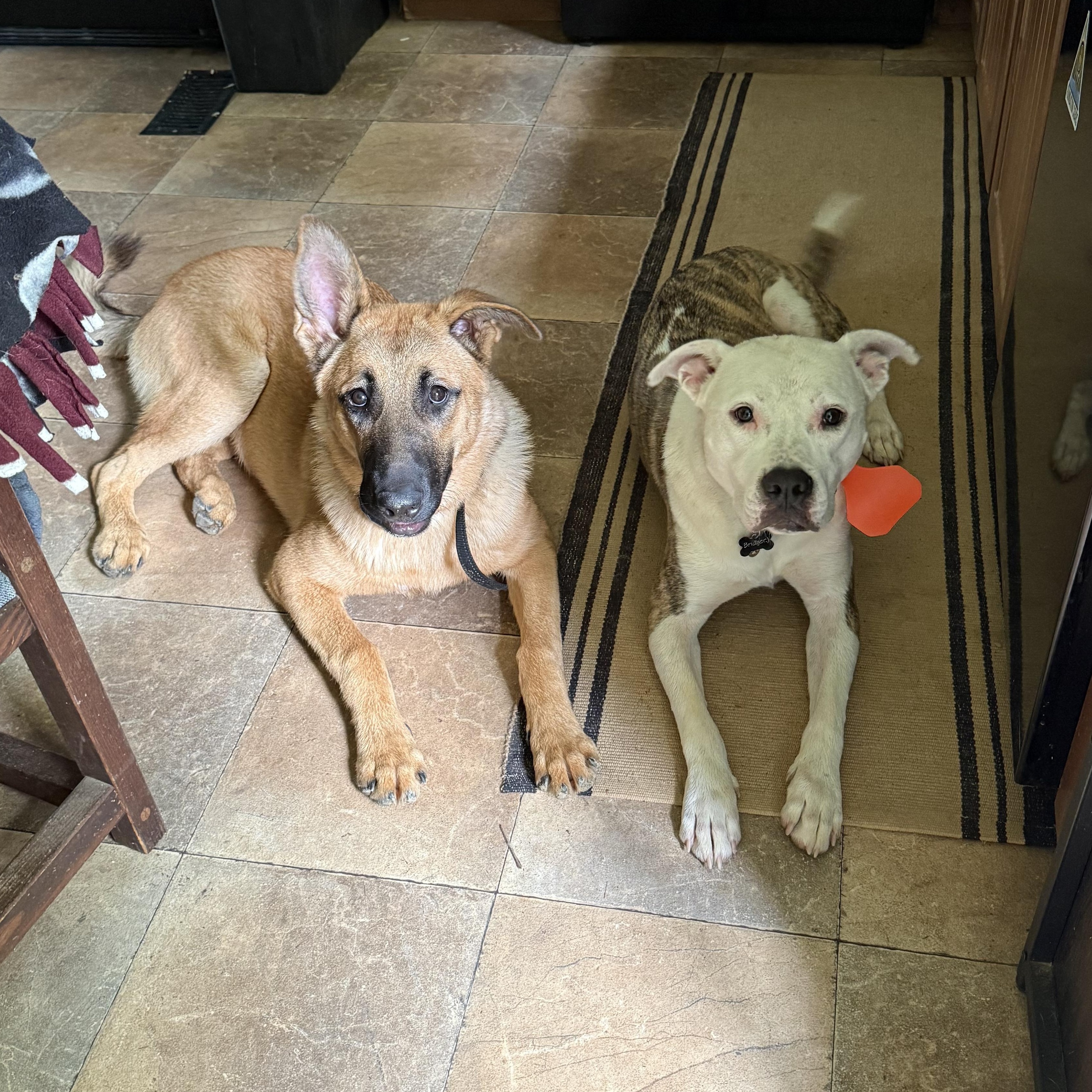 Enlarge Rune (Community Assist), a Adoptable mixed breed in Marion, NC image 3/6