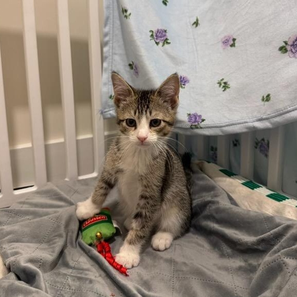 Gerard, Adoptable, Kitten Male Domestic Short Hair.
