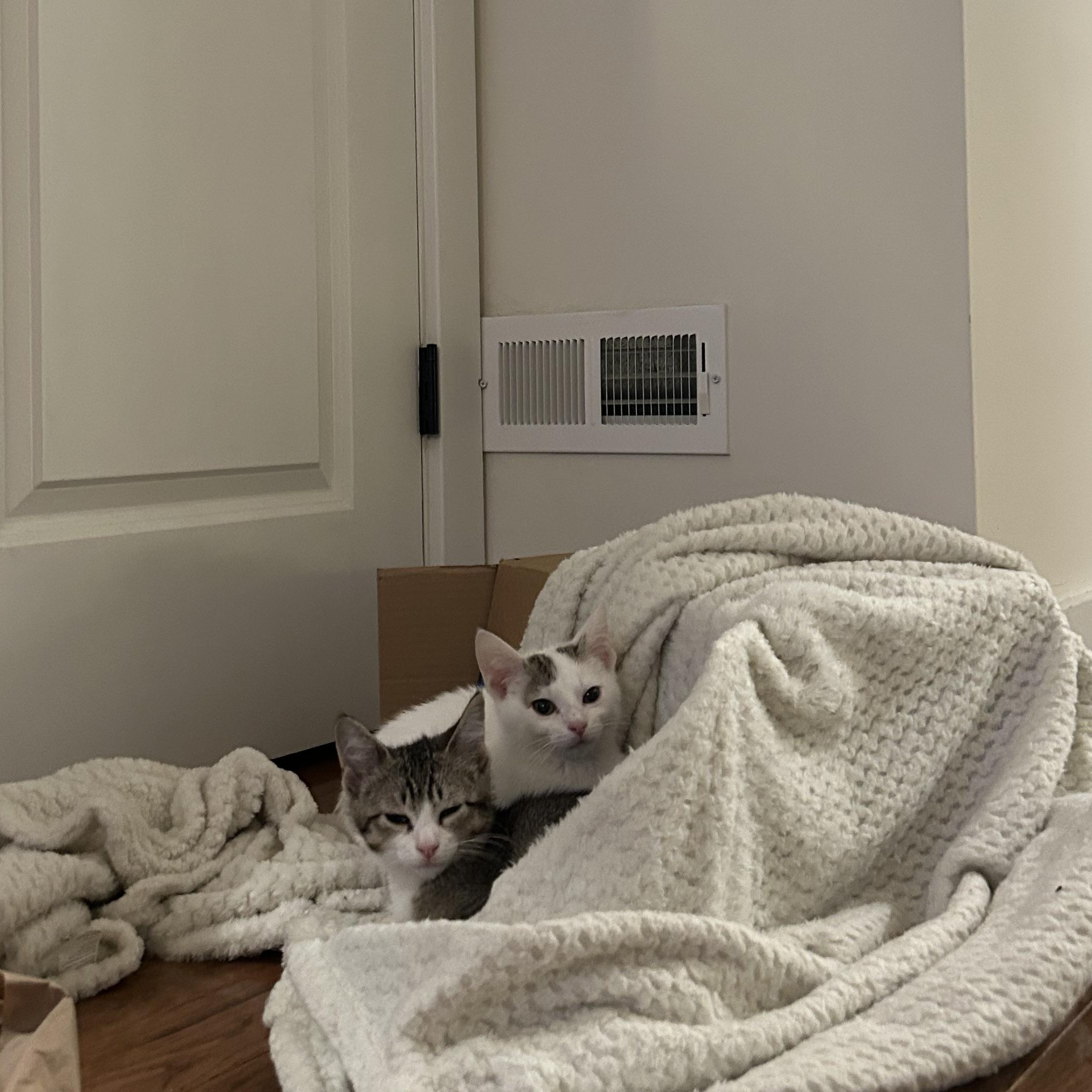 Enlarge Gerard (bonded w/ Geraldine), an adopted Domestic Short Hair in Philadelphia, PA image 6/6