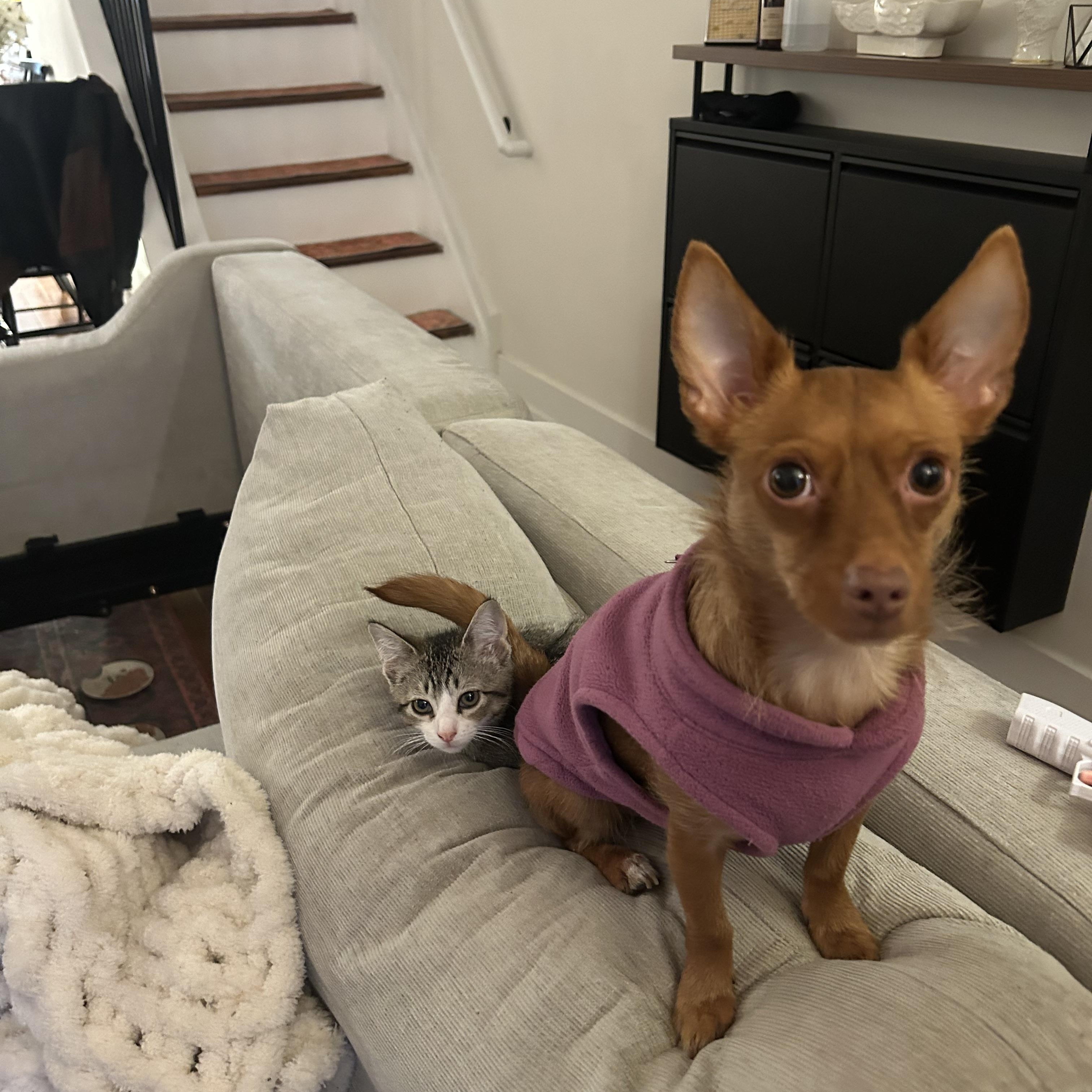 Enlarge Gerard (bonded w/ Geraldine), an adopted Domestic Short Hair in Philadelphia, PA image 4/6