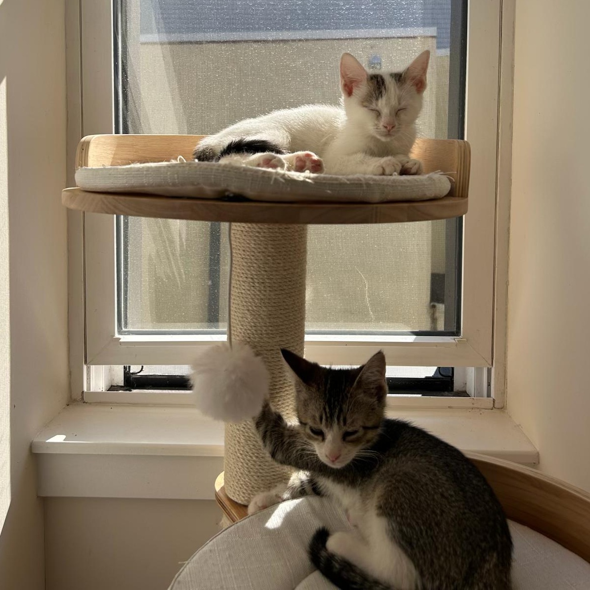 Enlarge Gerard (bonded w/ Geraldine), an adopted Domestic Short Hair in Philadelphia, PA image 3/6