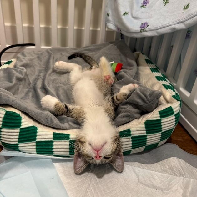 Enlarge Gerard (bonded w/ Geraldine), an adopted Domestic Short Hair in Philadelphia, PA image 2/6