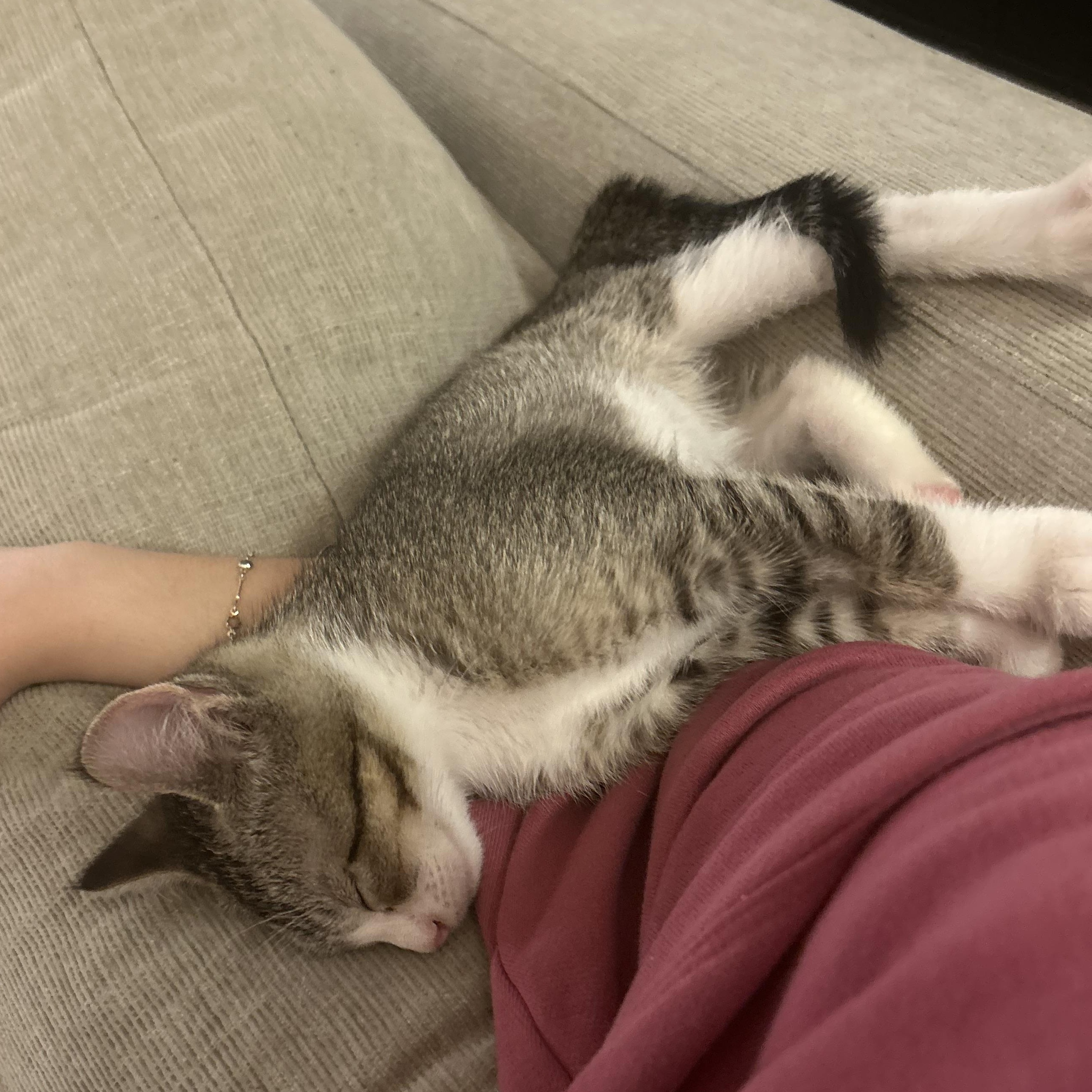 Enlarge Gerard (bonded w/ Geraldine), an adopted Domestic Short Hair in Philadelphia, PA image 5/6