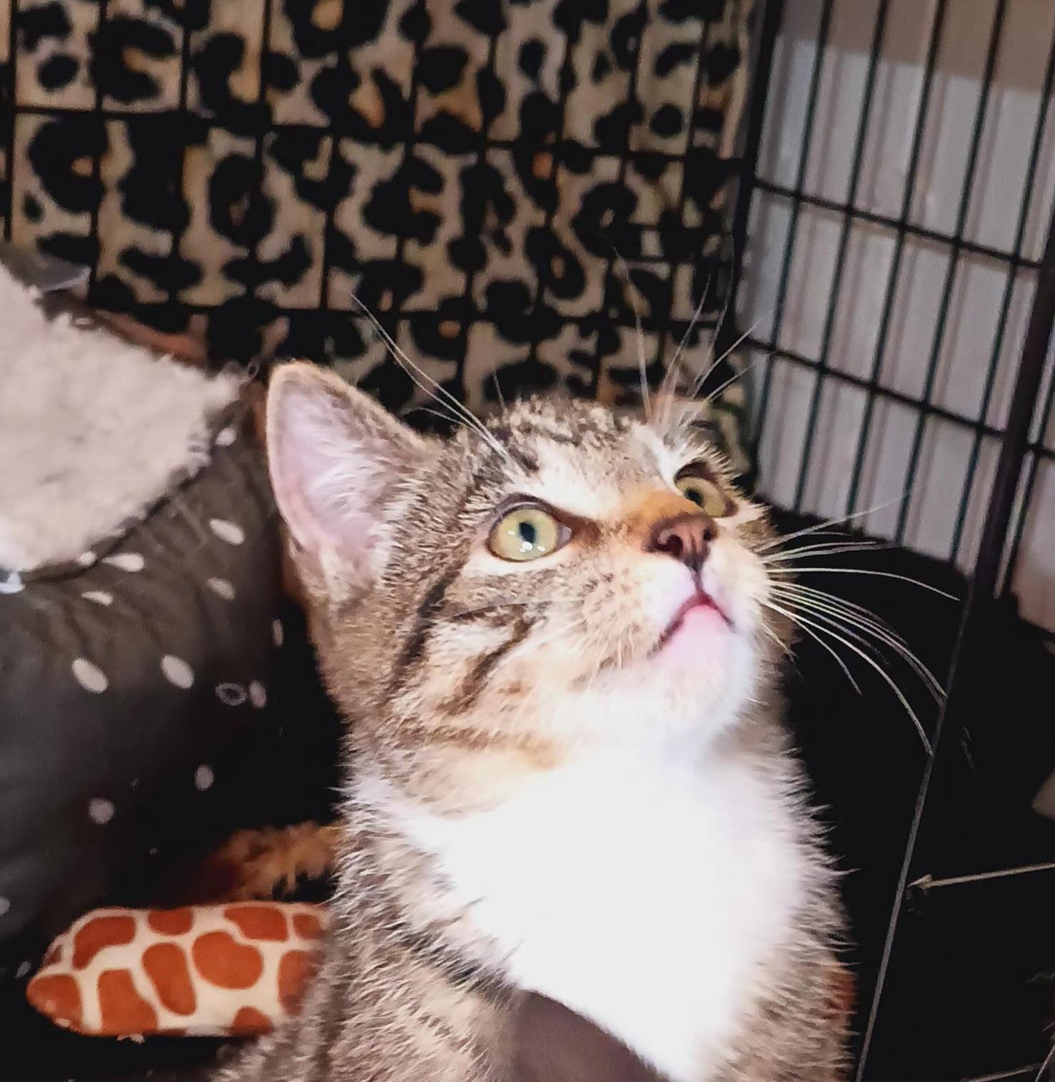 Lonnie, Baby Male Domestic Short Hair