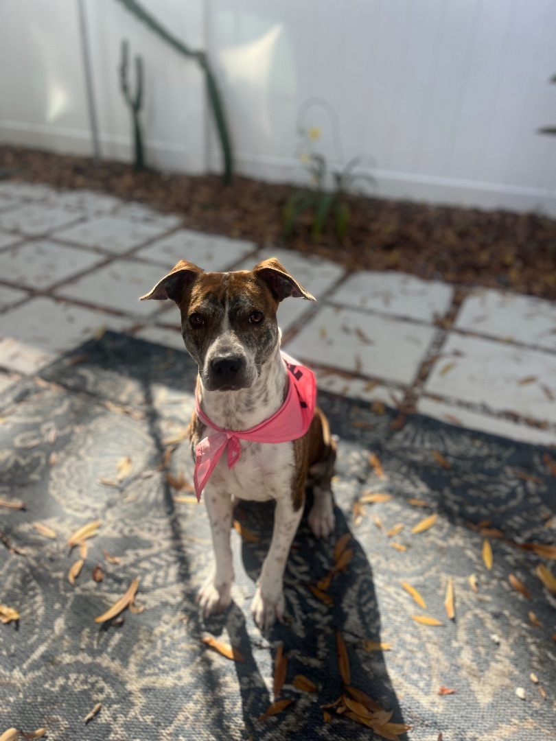 Kewpie, Adopted, Young Female Boxer.