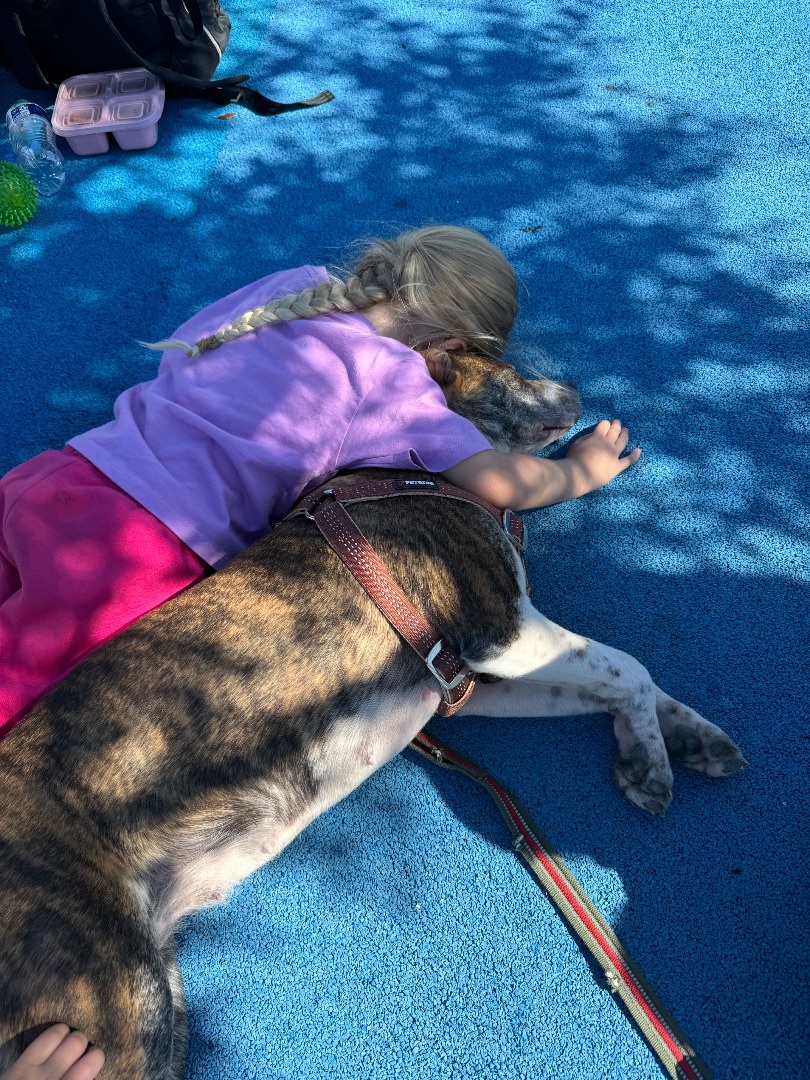 Enlarge Kewpie, a Adopted mixed breed in tampa, FL image 2/5