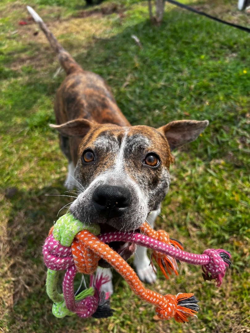 Enlarge Kewpie, a Adopted mixed breed in tampa, FL image 3/5