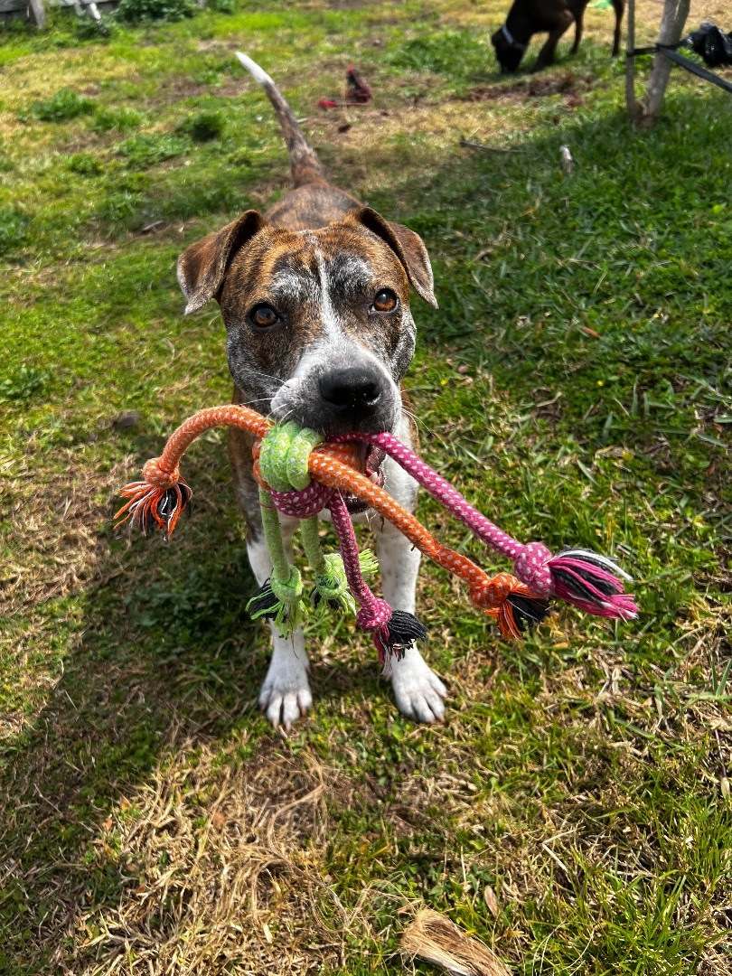 Enlarge Kewpie, a Adopted mixed breed in tampa, FL image 4/5