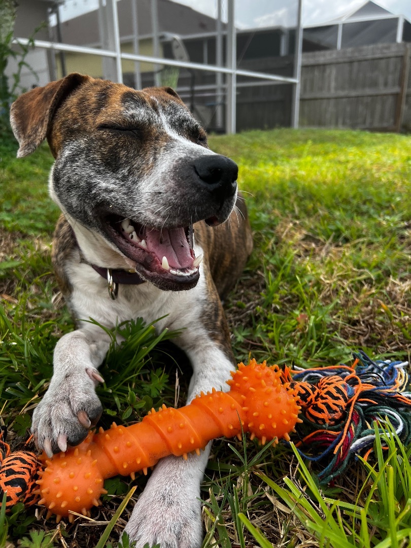 Enlarge Kewpie, a Adopted mixed breed in tampa, FL image 5/5