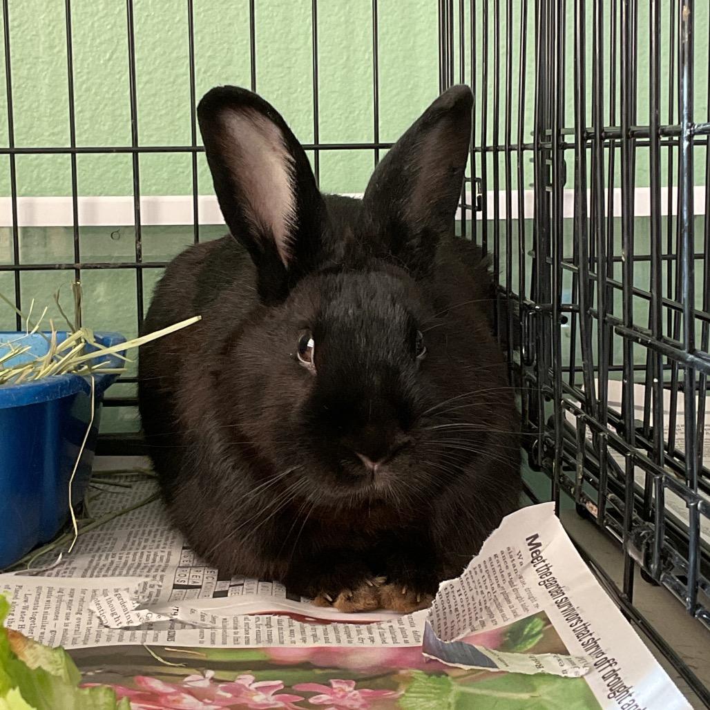 Pinocchio, Adoptable, Adult Male American.