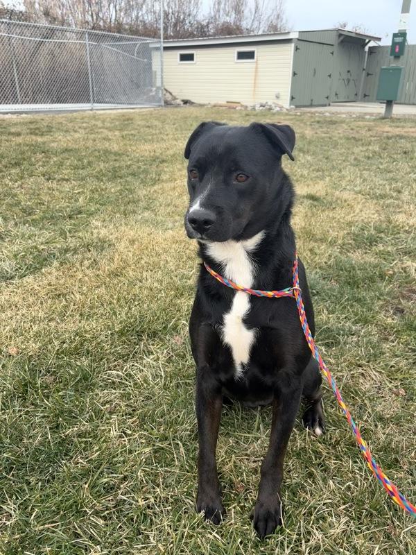 Canela, Adoptable, Adult Female Labrador Retriever.
