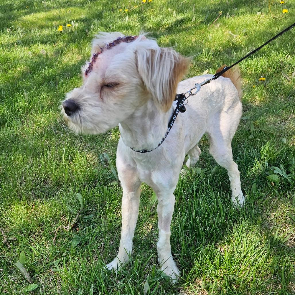 Percy Pipote, Adoptable, Adult Male Yorkshire Terrier.
