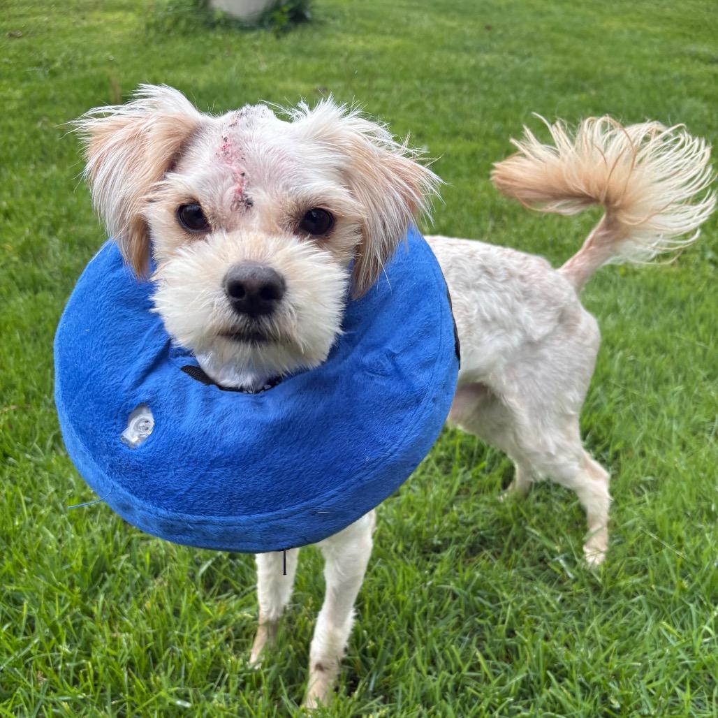 Percy Pipote, a Adoptable Yorkshire Terrier in Saint John, IN image 3/6