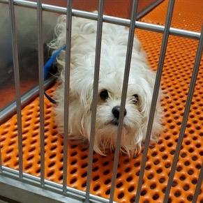 Percy Pipote, a Adoptable Yorkshire Terrier in Saint John, IN image 4/6