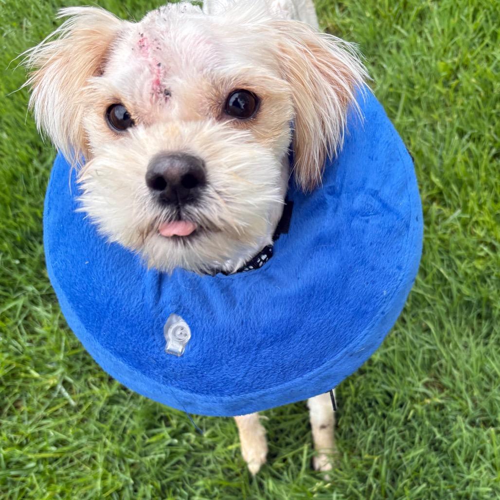 Percy Pipote, a Adoptable Yorkshire Terrier in Saint John, IN image 5/6