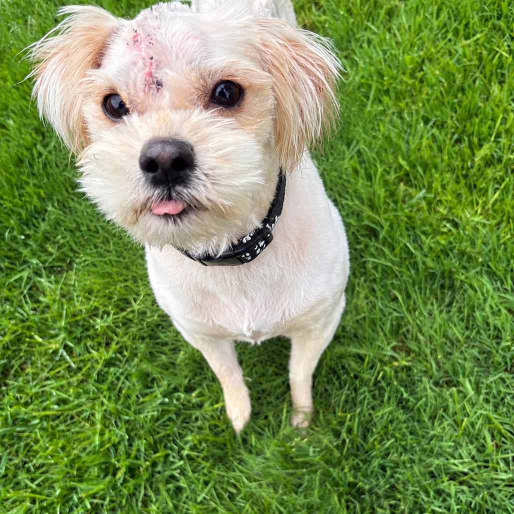 Percy Pipote, a Adoptable Yorkshire Terrier in Saint John, IN image 6/6