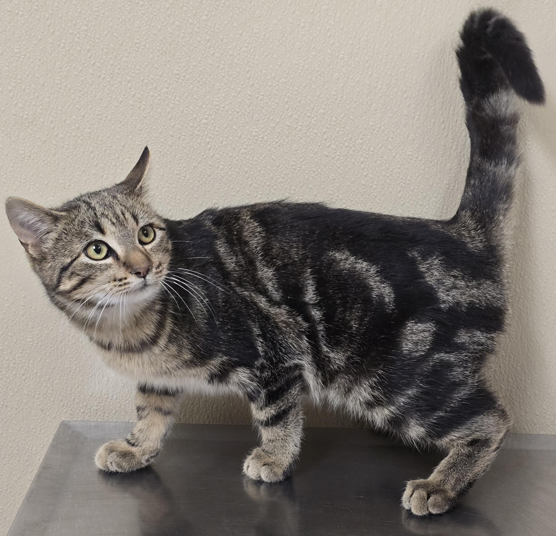 Enlarge Bowen, an adoptable mixed breed in Brainerd, MN image 1/1