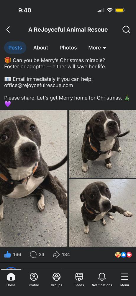 Enlarge Merry, a Adopted mixed breed in Clinton Township, MI image 1/1