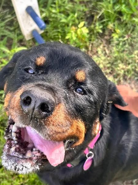 Enlarge Reagan, a ADOPTABLE Rottweiler in Polk, OH image 6/6